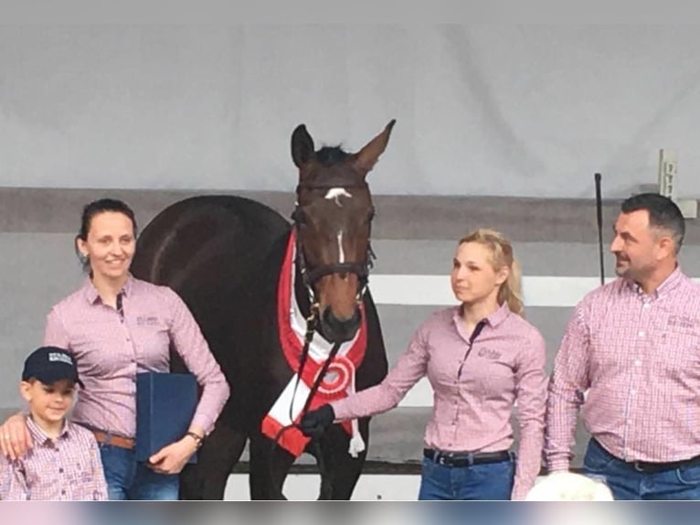 Andere Rassen Merrie 10 Jaar 167 cm Roodbruin in Sędzice