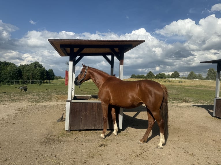 Andere Rassen Merrie 10 Jaar 168 cm Vos in Mellingen