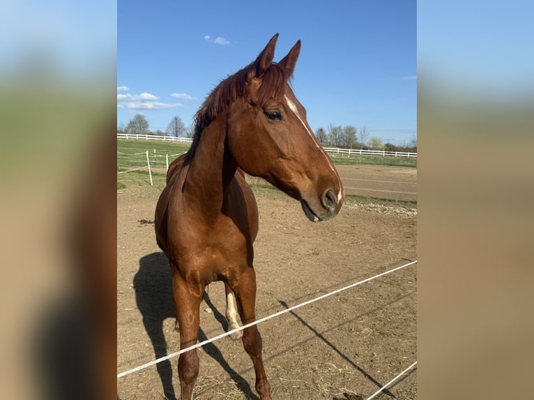 Andere Rassen Merrie 10 Jaar 168 cm Vos in Mellingen