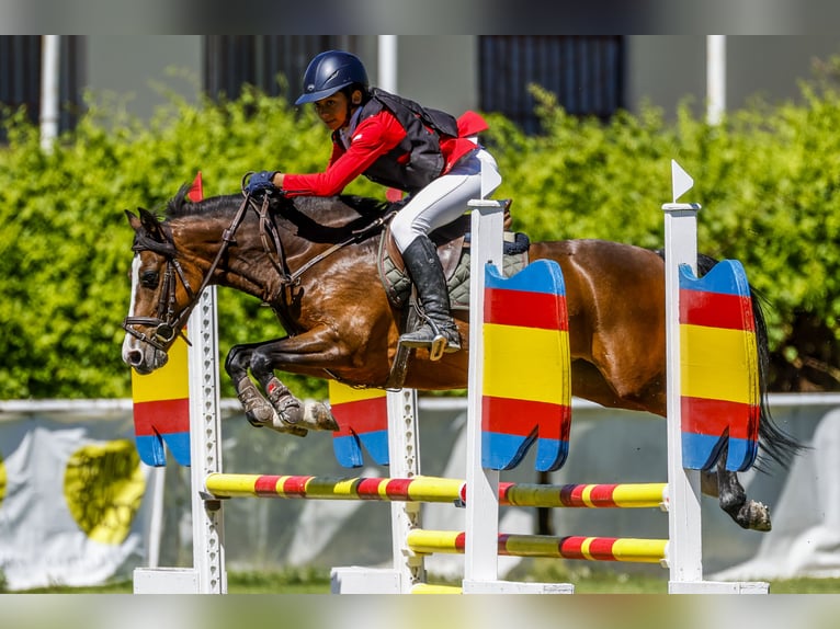 Andere Rassen Merrie 11 Jaar 127 cm Bruin in Soto Del Real