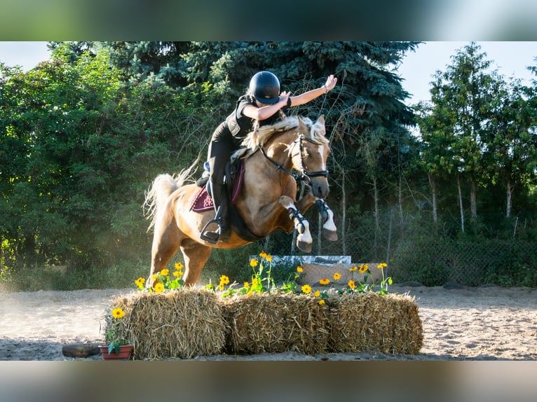 Andere Rassen Merrie 11 Jaar 138 cm Palomino in Żnin