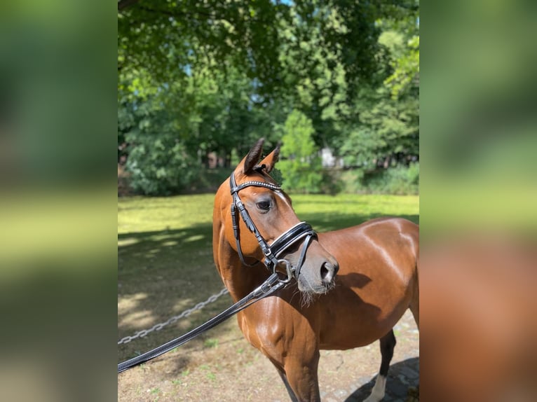 Andere Rassen Merrie 11 Jaar 140 cm Bruin in Wijchmaal