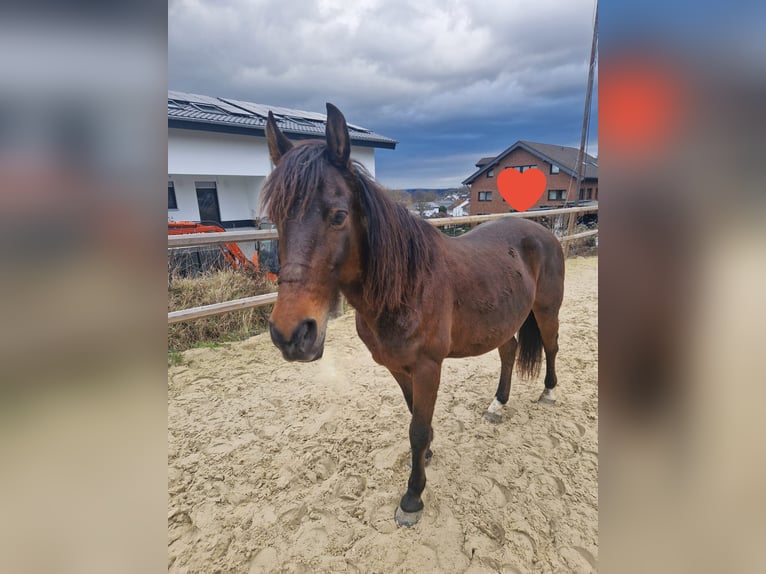 Andere Rassen Mix Merrie 11 Jaar 140 cm Bruin in Königswinter