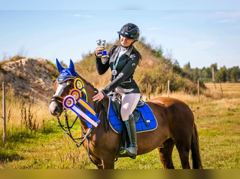 Andere Rassen Merrie 11 Jaar 140 cm in Tartu