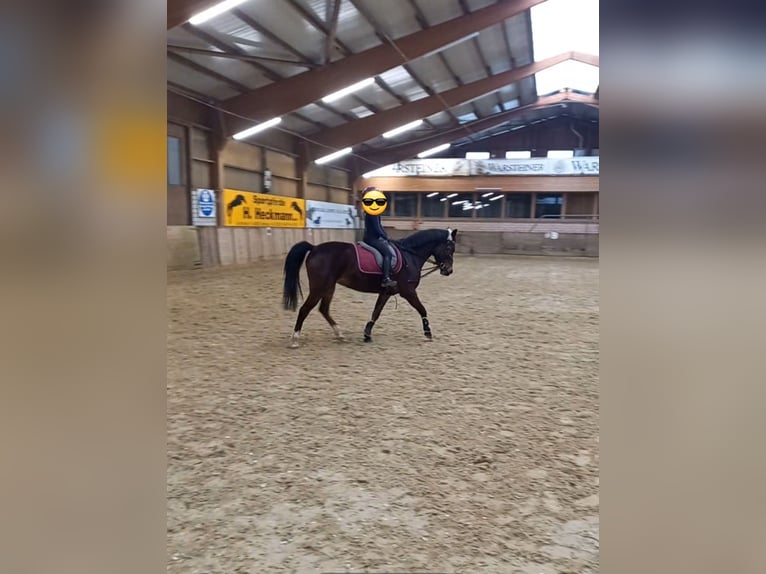 Andere Rassen Mix Merrie 11 Jaar 146 cm Bruin in Isterberg