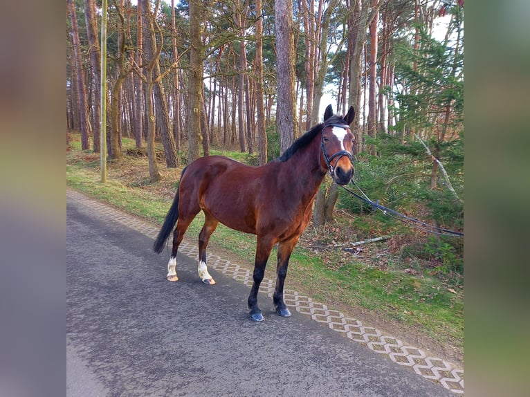 Andere Rassen Mix Merrie 11 Jaar 146 cm Bruin in Isterberg