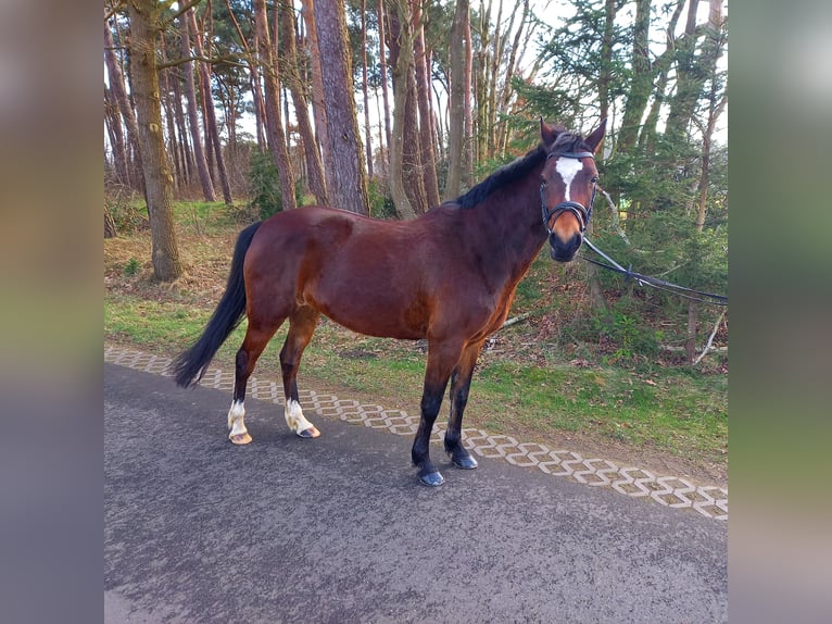 Andere Rassen Mix Merrie 11 Jaar 146 cm Bruin in Isterberg