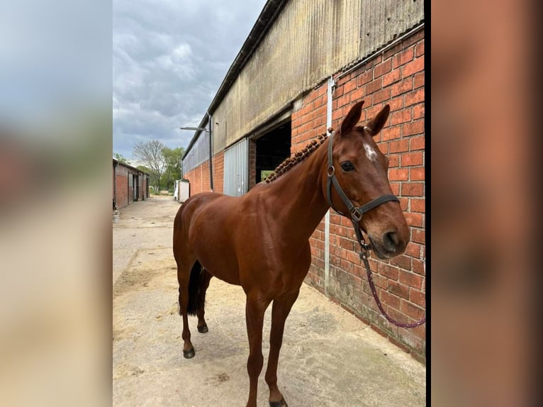 Andere Rassen Merrie 11 Jaar 148 cm Vos in Grevenbroich