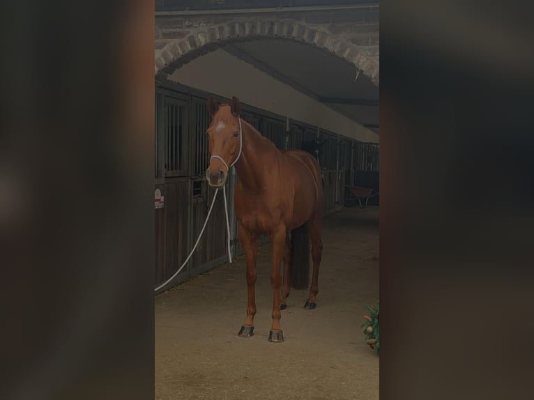 Andere Rassen Merrie 11 Jaar 148 cm Vos in Grevenbroich