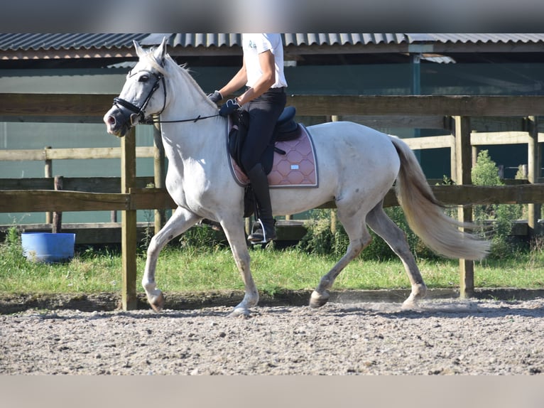 Andere Rassen Merrie 11 Jaar 148 cm Wit in Achtmaal