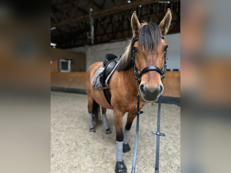Andere Rassen Merrie 11 Jaar 153 cm in Magdeburg
