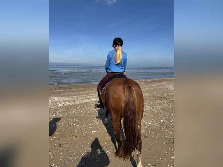 Andere Rassen Mix Merrie 11 Jaar 154 cm Vos in IJsselstein