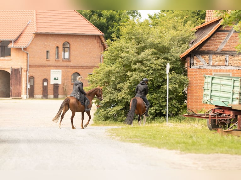 Andere Rassen Merrie 11 Jaar 154 cm Vos in Ribbesbüttel