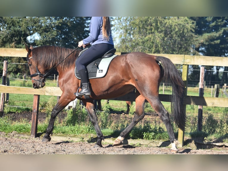 Andere Rassen Merrie 11 Jaar 161 cm Bruin in Achtmaal