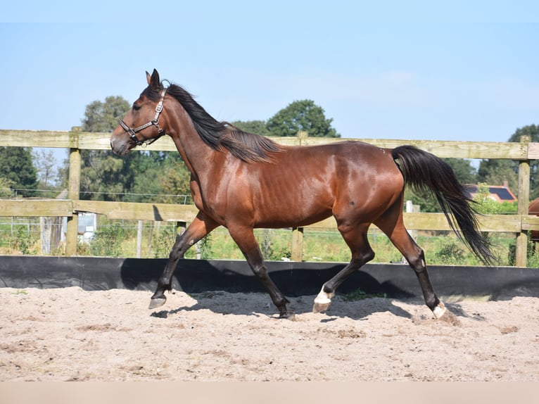 Andere Rassen Merrie 11 Jaar 161 cm Bruin in Achtmaal