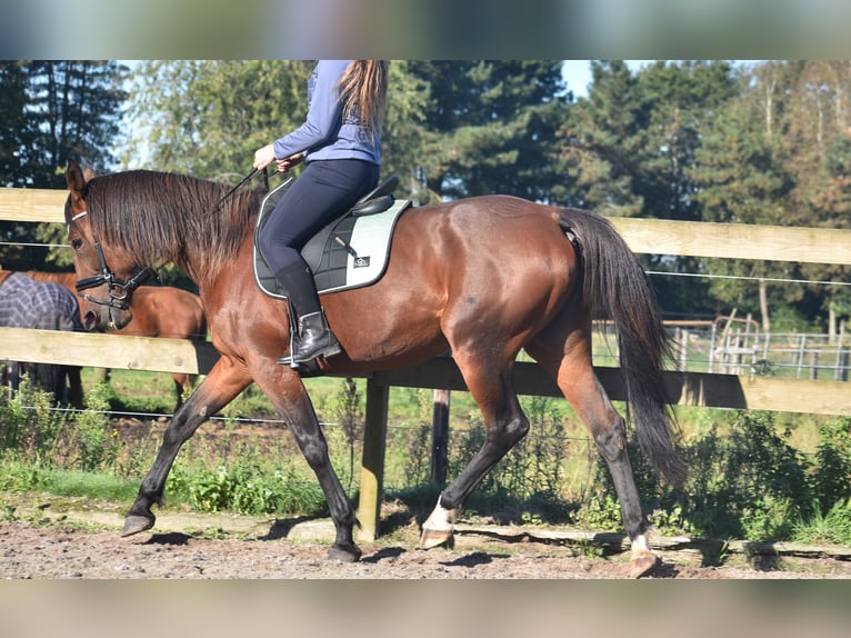 Andere Rassen Merrie 11 Jaar 161 cm Bruin in Achtmaal