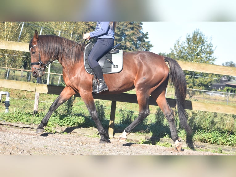 Andere Rassen Merrie 11 Jaar 161 cm Donkerbruin in Achtmaal