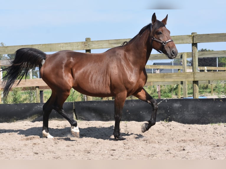 Andere Rassen Merrie 11 Jaar 161 cm Donkerbruin in Achtmaal