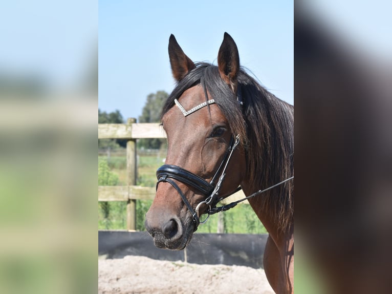 Andere Rassen Merrie 11 Jaar 161 cm Donkerbruin in Achtmaal