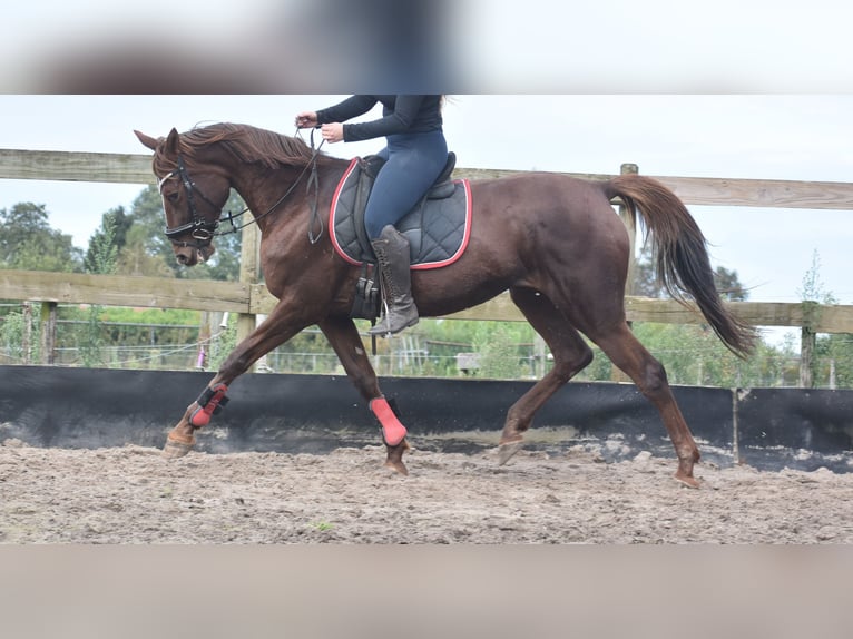 Andere Rassen Merrie 11 Jaar 164 cm Donkere-vos in Achtmaal