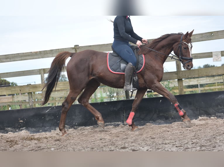 Andere Rassen Merrie 11 Jaar 164 cm Donkere-vos in Achtmaal