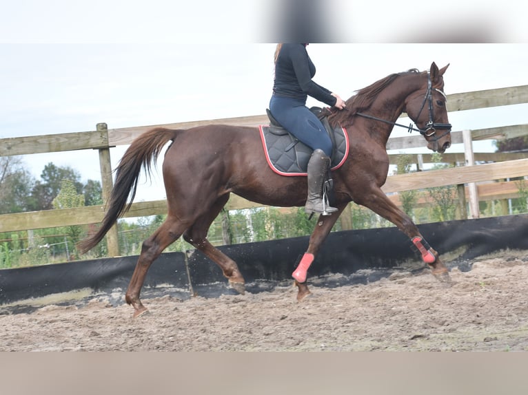 Andere Rassen Merrie 11 Jaar 164 cm Donkere-vos in Achtmaal