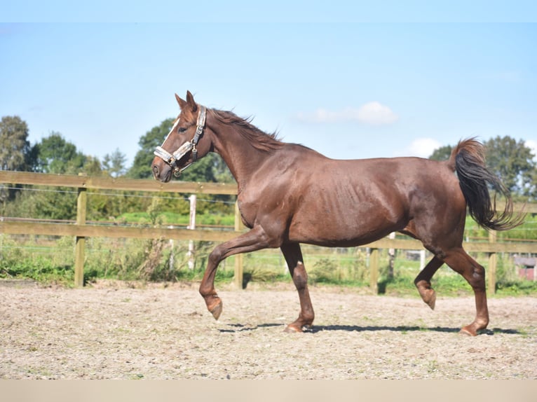 Andere Rassen Merrie 11 Jaar 164 cm Donkere-vos in Achtmaal