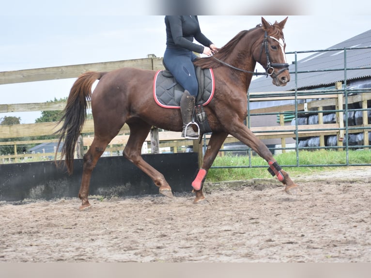 Andere Rassen Merrie 11 Jaar 164 cm Donkere-vos in Achtmaal