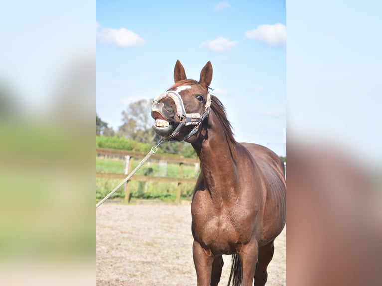 Andere Rassen Merrie 11 Jaar 164 cm Donkere-vos in Achtmaal