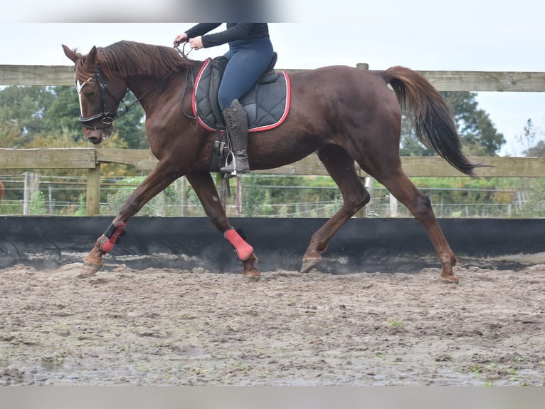 Andere Rassen Merrie 11 Jaar 164 cm Donkere-vos in Achtmaal