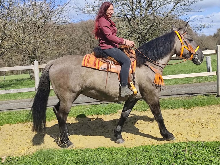 Andere Rassen Merrie 11 Jaar 164 cm Grullo in Linkenbach