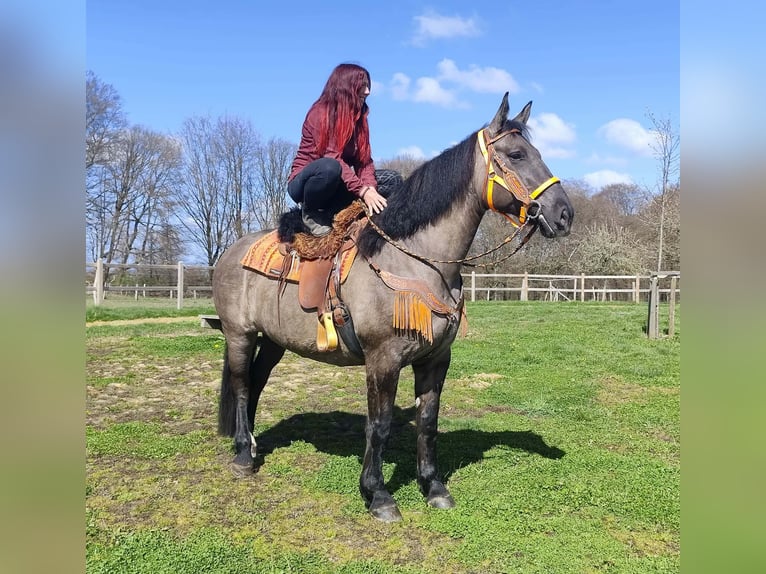 Andere Rassen Merrie 11 Jaar 164 cm Grullo in Linkenbach
