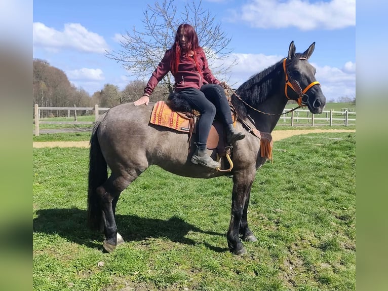 Andere Rassen Merrie 11 Jaar 164 cm Grullo in Linkenbach