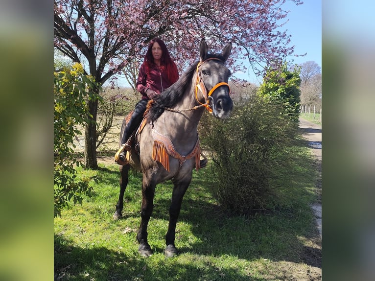 Andere Rassen Merrie 11 Jaar 164 cm Grullo in Linkenbach