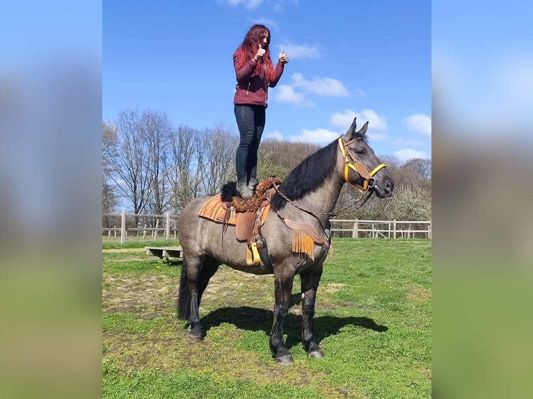 Andere Rassen Merrie 11 Jaar 164 cm Grullo in Linkenbach