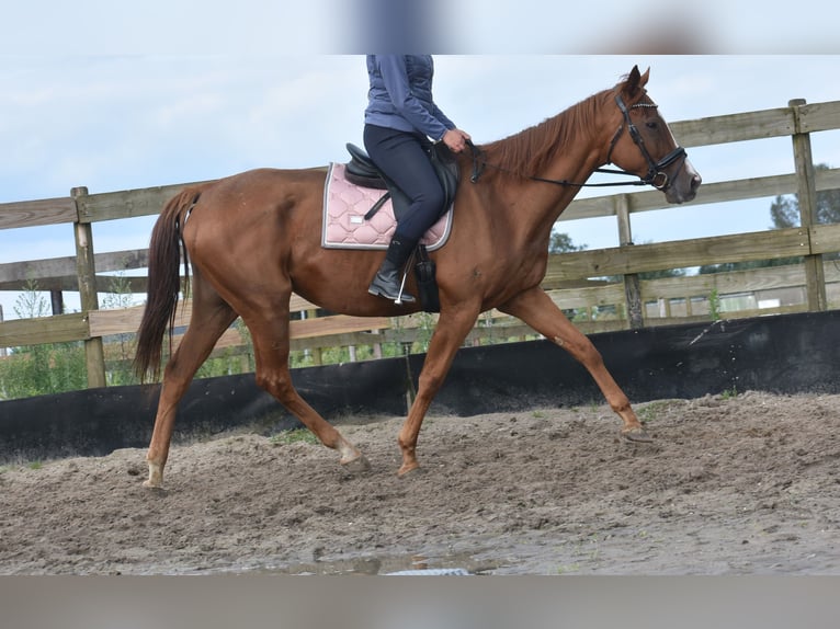 Andere Rassen Merrie 11 Jaar 168 cm Vos in Achtmaal