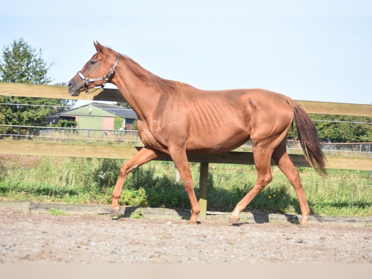 Andere Rassen Merrie 11 Jaar 168 cm Vos in Achtmaal