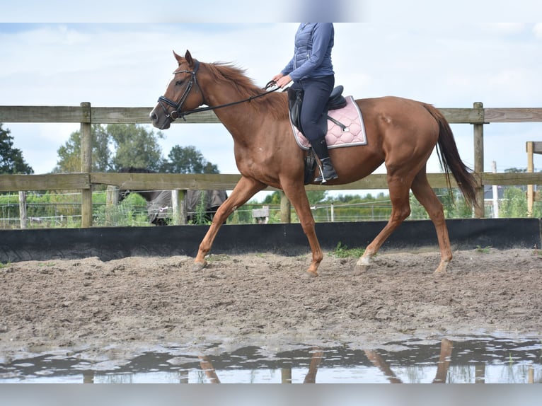 Andere Rassen Merrie 11 Jaar 168 cm Vos in Achtmaal