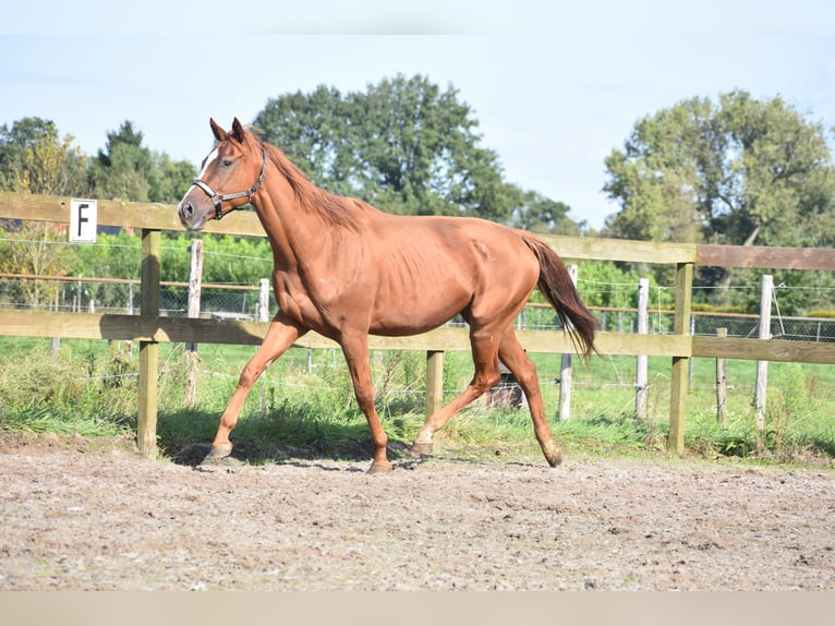 Andere Rassen Merrie 11 Jaar 168 cm Vos in Achtmaal