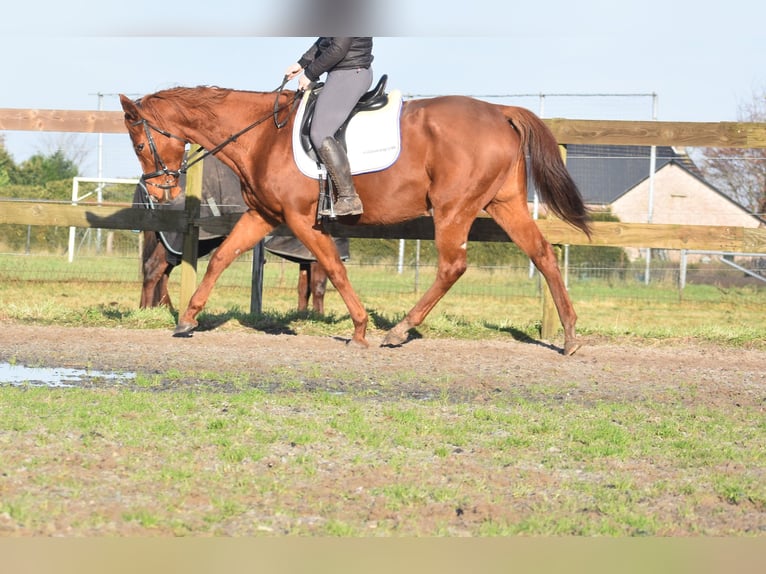 Andere Rassen Merrie 11 Jaar 168 cm Vos in Achtmaal