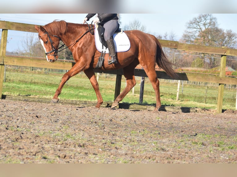 Andere Rassen Merrie 11 Jaar 168 cm Vos in Achtmaal