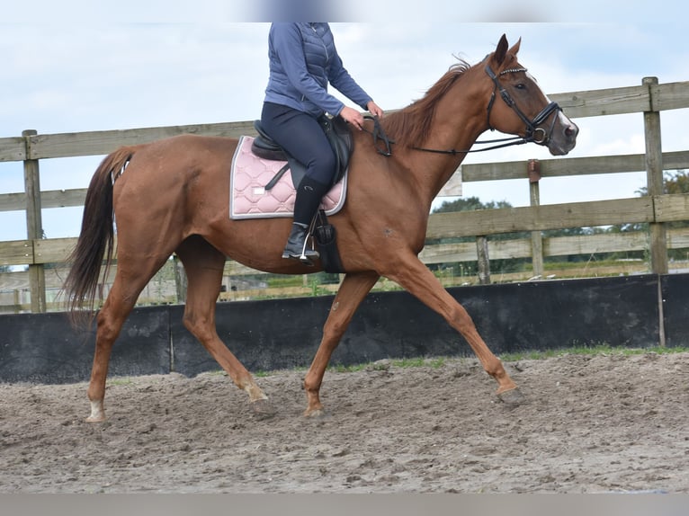 Andere Rassen Merrie 11 Jaar 168 cm Vos in Achtmaal