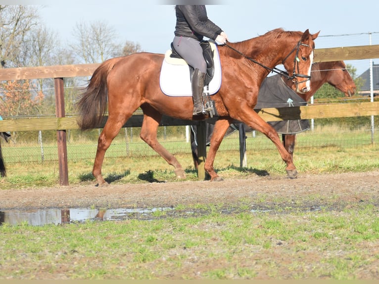 Andere Rassen Merrie 11 Jaar 168 cm Vos in Achtmaal