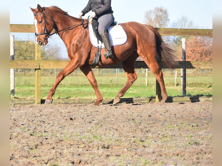 Andere Rassen Merrie 11 Jaar 168 cm Vos in Achtmaal