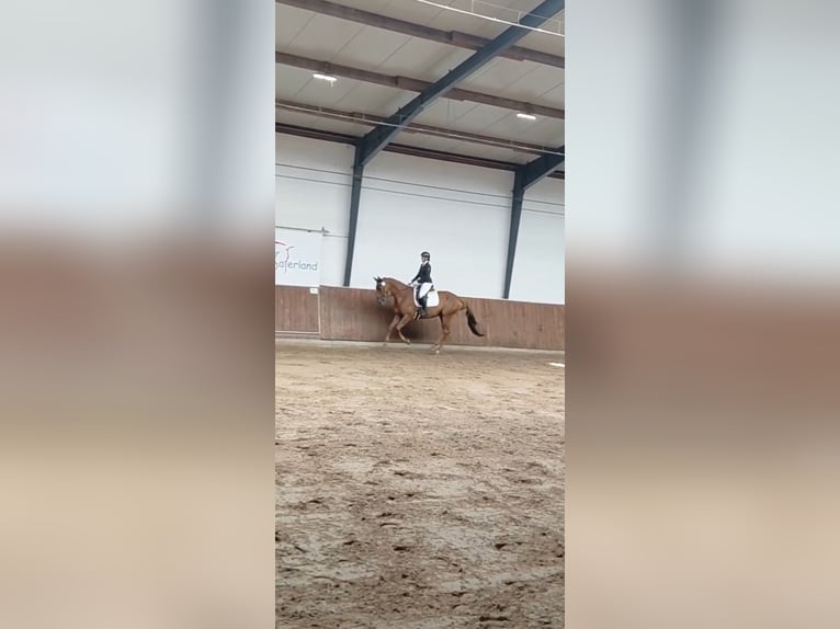 Andere Rassen Merrie 11 Jaar 174 cm Vos in Moormerland