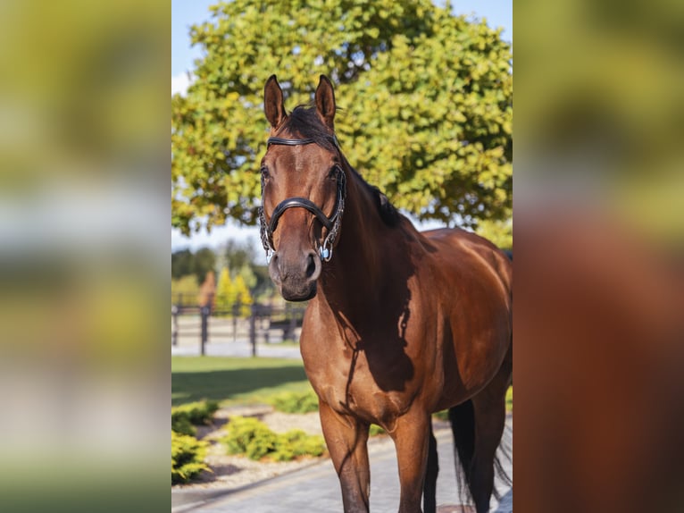 Andere Rassen Merrie 11 Jaar Roodbruin in Ptakowice