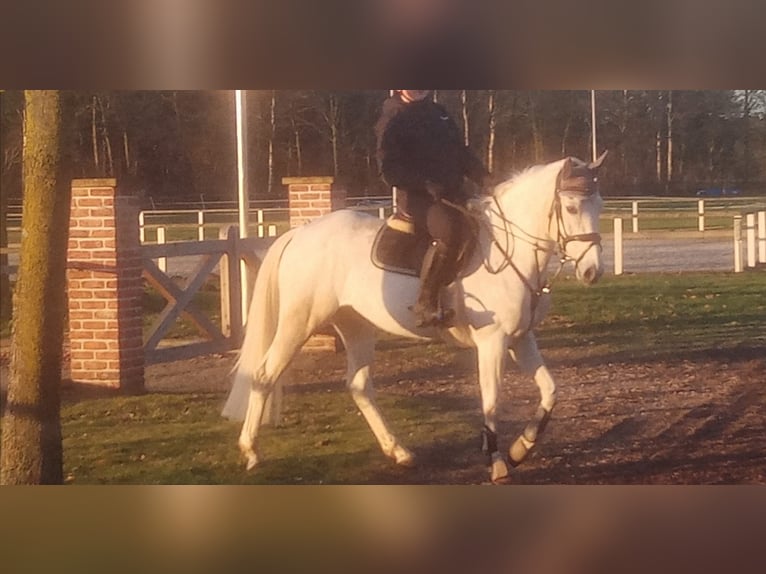 Andere Rassen Merrie 11 Jaar Schimmel in Emsbüren