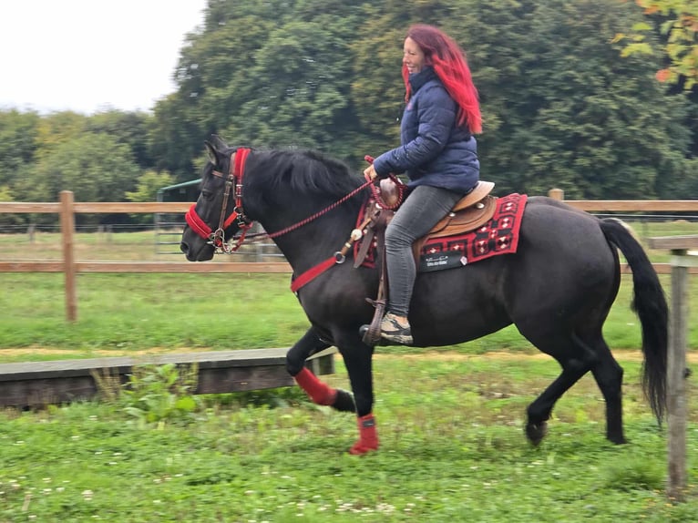 Andere Rassen Merrie 11 Jaar Zwart in Linkenbach