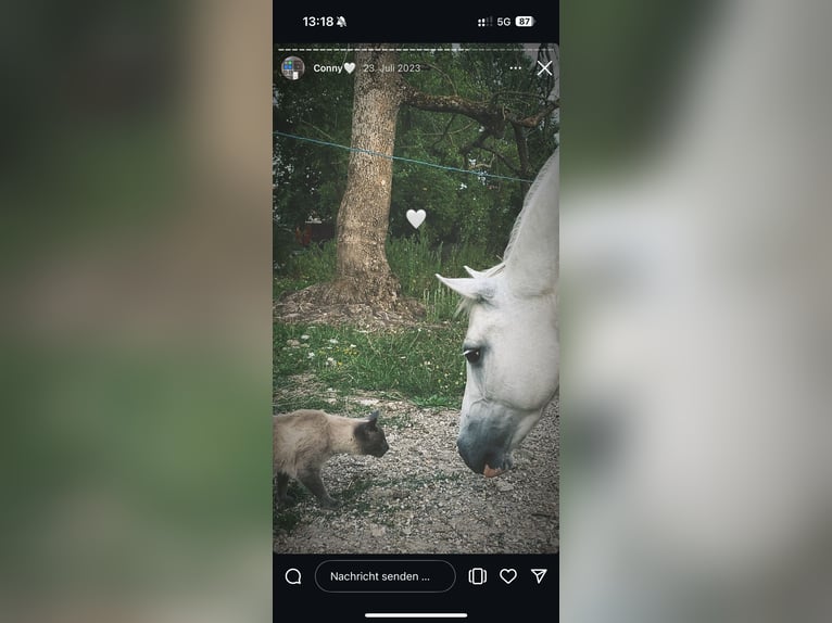 Andere Rassen Merrie 12 Jaar 133 cm Schimmel in Holving