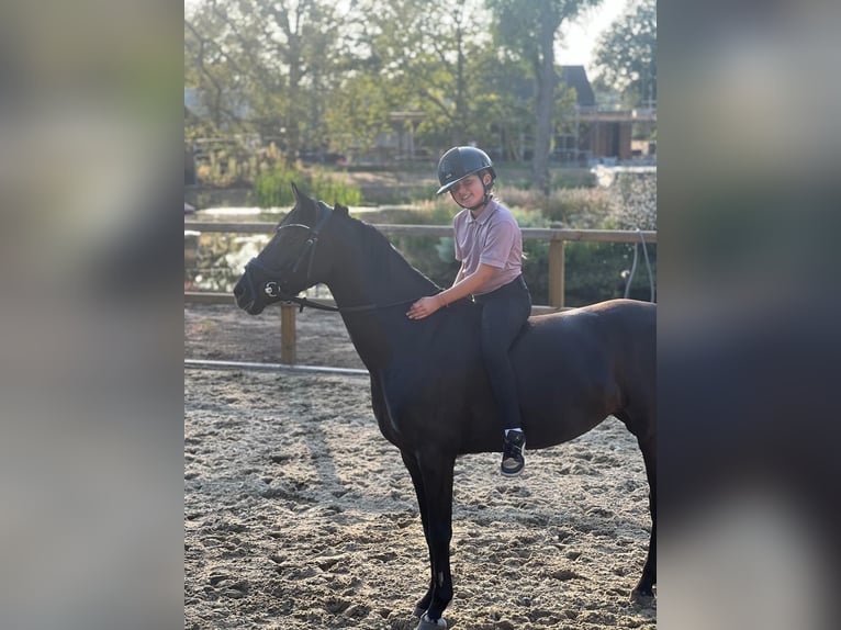 Andere Rassen Merrie 12 Jaar 137 cm Zwart in Heeswijk-Dinther